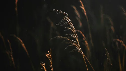 Gasthof Weisskugel: imprint Backlit grasses glowing against a dark background