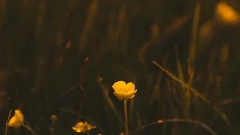 Yellow flowers in a dark meadow glowing in warm evening light