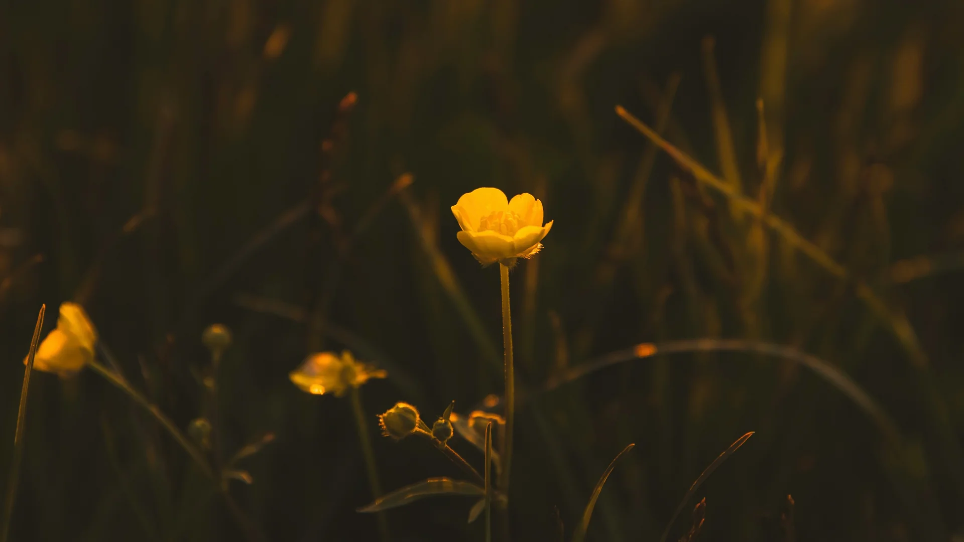 Gasthof Weisskugel in Vent: family-run since the beginning Yellow flowers in a dark meadow glowing in warm evening light