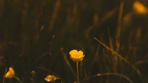 Gasthof Weisskugel: imprint Yellow flowers in a dark meadow glowing in warm evening light