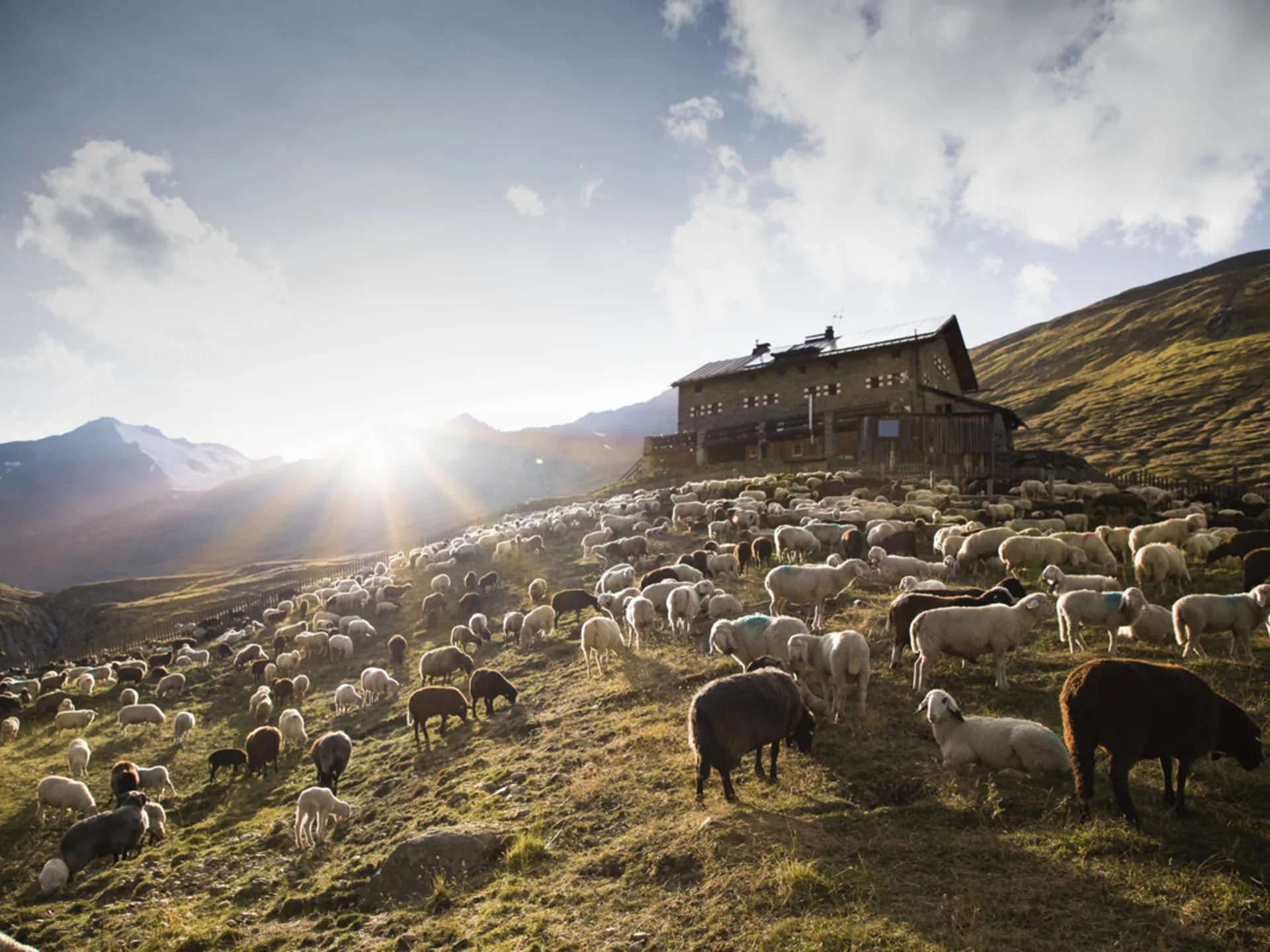 Schafherde auf sonnigem Berghang vor einer Hütte in den Alpen
