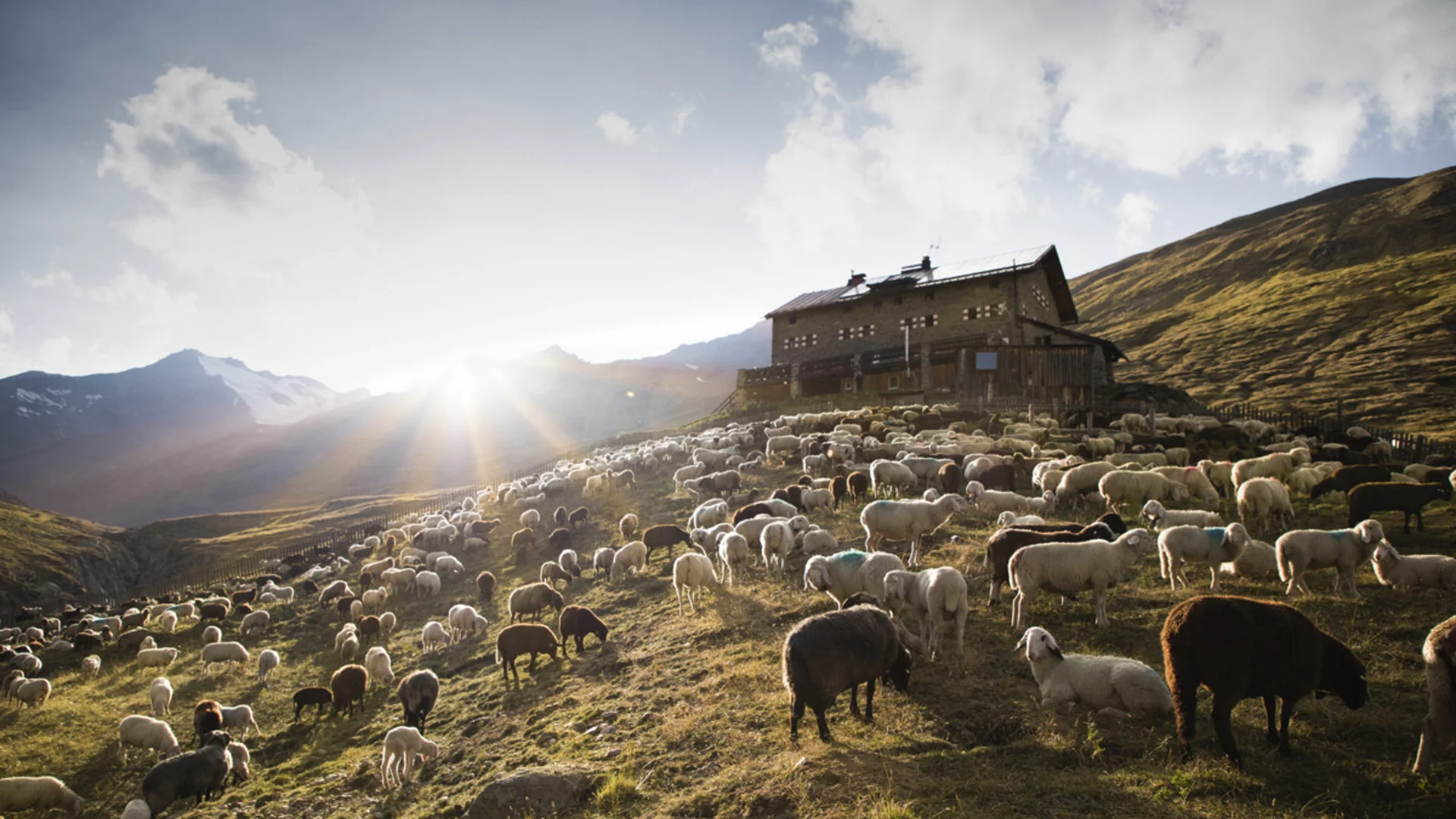Schafherde auf sonnigem Berghang vor einer Hütte in den Alpen