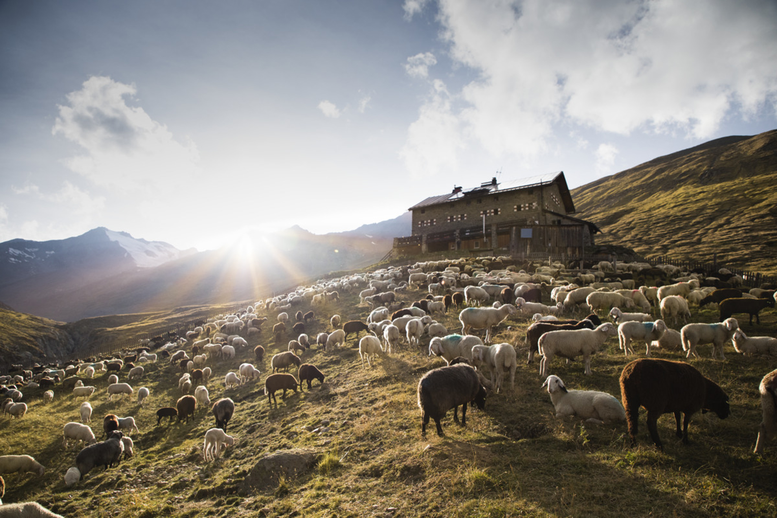 Schafherde auf sonnigem Berghang vor einer Hütte in den Alpen